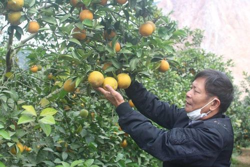 Bắt đất cằn 'đẻ' tiền tỷ