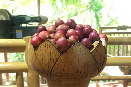Trái da đá - đặc sản độc nhất vô nhị, muốn ăn phải tìm đến Ninh Thuận mới có