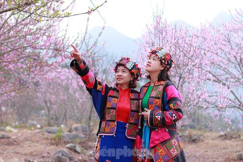 Mê mẩn sắc hoa đào trên cao nguyên đá