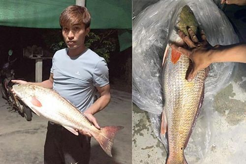 Ngư dân Hà Tĩnh nghi bắt được cá sủ vàng quý hiếm