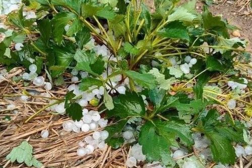 Mưa đá, gió lốc gây ảnh hưởng cây trồng, nhà cửa ở Sơn La