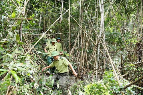 Ứng phó với nguy cơ cháy rừng cấp IV, cấp V