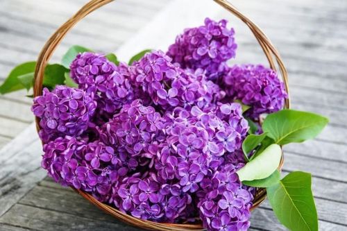 Nên tặng hoa gì cho phụ nữ trong ngày Quốc tế Phụ nữ 8/3?