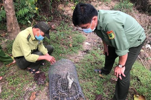 Quảng Nam: Thả 1 cá thể trăn về Vườn quốc gia sông Thanh