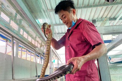Cho rắn 'ở nhà lầu', anh nông dân ở miền Tây thu trăm triệu mỗi năm