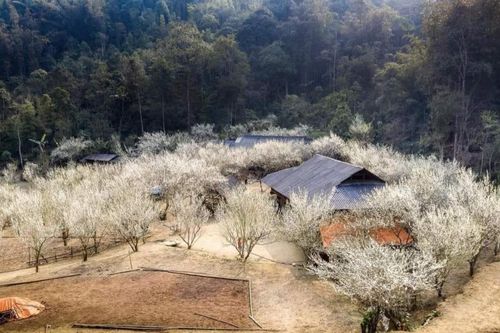Những bản làng du lịch Bắc Hà đẹp nhất mùa xuân năm 2022