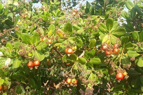 Giá điều đầu vụ tại Bình Phước thấp