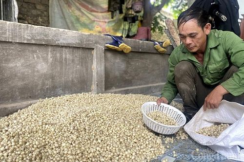 Giá hành tăm Nghệ An giảm mạnh, khó khăn đầu ra