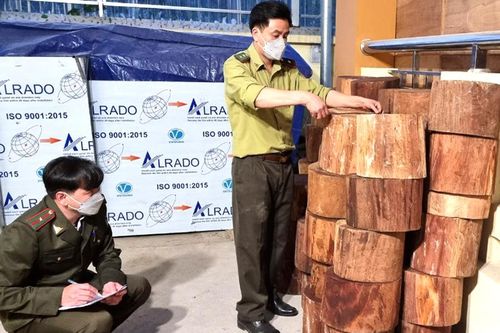 Hà Giang: Phát hiện 46 khúc gỗ nghiến đang giấu ở bìa rừng