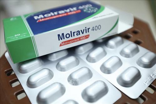 Quy định về thuốc Molnupiravir - Không để phí 'cơ hội vàng' của F0