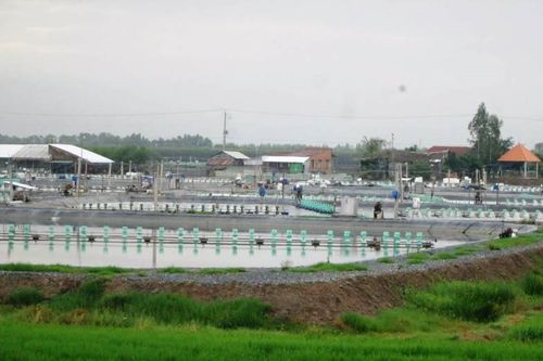 Long An xử phạt nhiều trường hợp nuôi tôm thẻ chân trắng trên vùng Đồng Tháp Mười