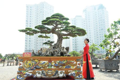 Những cây cảnh quý hiếm hội tụ về Hà Nội