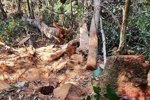 Khẩn trương điều tra vụ phá rừng tại Kon Tum