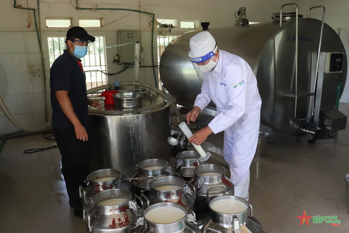 Nông trường Mộc Châu khởi sắc