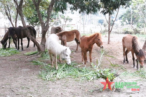 Ngăn chặn vận chuyển gia súc trái phép qua biên giới