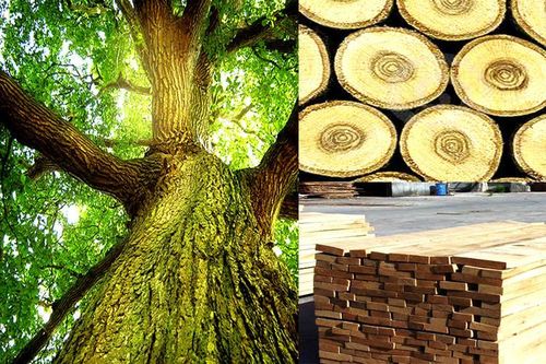 Dùng gỗ rừng trồng trong nước thay sồi, bạch dương... nhập từ Nga