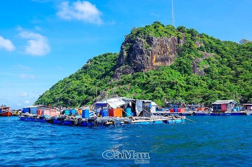Cà Mau: Cá bớp Hòn Chuối được giá