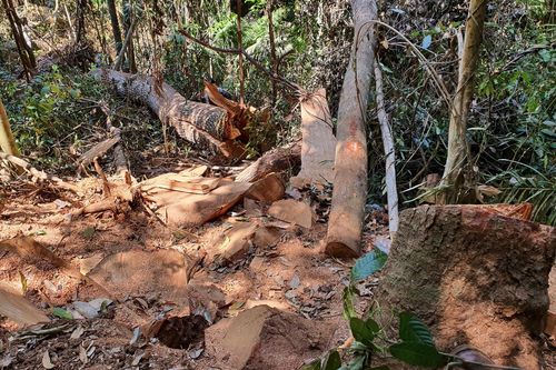 Cục Kiểm lâm vào cuộc vụ gỗ bị đốn hạ la liệt ở 'Đà Lạt 2'
