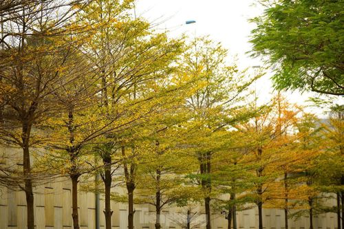 Ngẩn ngơ trước vẻ đẹp Hà Nội mùa thay lá