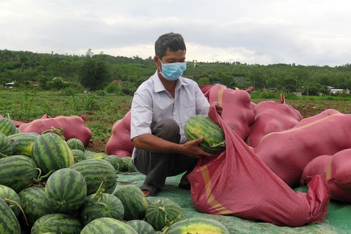 2.000 đồng/kg vẫn ế, ba tháng trời buồn lăn lóc theo trái dưa