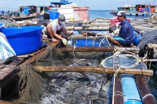 Cà Mau: Cá bớp được giá, người nuôi hỉ hả…
