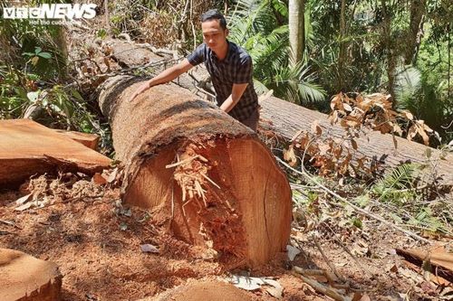 Rừng ở Kon Tum bị lâm tặc 'xẻ thịt': Cục Kiểm lâm chỉ đạo làm rõ