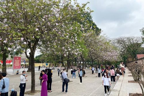 Dân tình kéo nhau đến 'check in' tại con đường hoa ban đẹp nhất Hà Nội