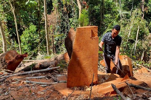 Chủ tịch tỉnh Kon Tum chỉ đạo khẩn trương điều tra vụ phá rừng ở Măng Đen