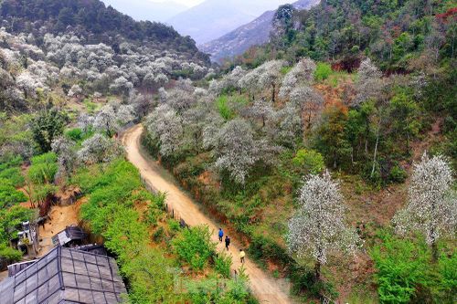 Lên Lùng Cúng ngắm rừng hoa Sơn Tra nở tuyệt đẹp sau ngủ đông