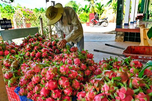Bình Thuận: Người trồng thanh long… 'ứa nước mắt' vì giá thấp