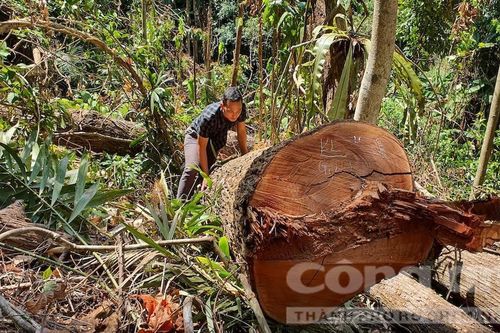 Vụ cưa hạ gỗ cổ thụ ở Măng Đen: Yêu cầu truy quét các điểm nóng