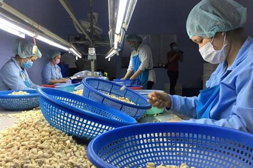 Trách nhiệm của ngân hàng đến đâu trong vụ nghi lừa đảo 100 container điều xuất sang Italia?