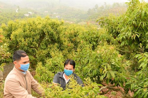 Người trồng vải thiều kêu trời