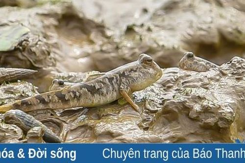 Theo chân thợ nghề săn cá nác hoa ở bãi bồi Thanh Hóa