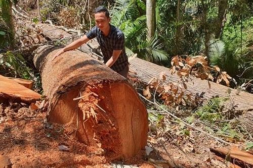 Kiểm tra tất cả cơ sở kinh doanh, chế biến lâm sản tại huyện Kon Plông
