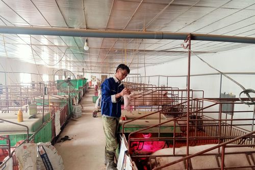 Chuyện thành tỷ phú của nông dân nuôi lợn ở Hải Dương