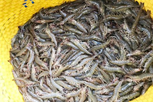 Thị trường tôm 2022 được dự báo như 'quả bom nhu cầu'