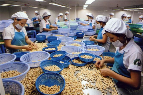 Thủ tướng Chính phủ chỉ đạo tháo gỡ vướng mắc xuất khẩu điều sang châu Âu