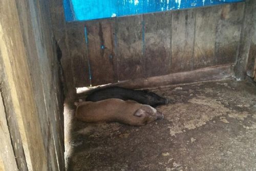 Kon Tum: Bắt tạm giam Giám đốc Trung tâm dịch vụ nông nghiệp huyện