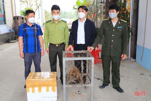 Người đàn ông ở Nghi Xuân bàn giao các cá thể động vật quý hiếm để thả về tự nhiên