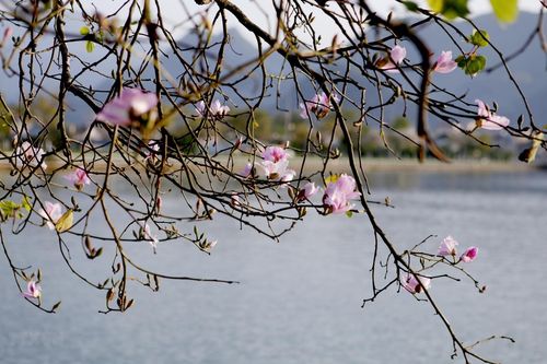Ngắm nhìn vẻ đẹp thuần khiết của hoa ban trắng ở Tây Bắc