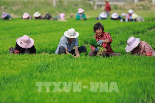 Trung Quốc đẩy mạnh 'xanh hóa' ngành nông nghiệp