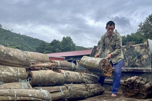 Về nơi cây quế hóa 'vàng'