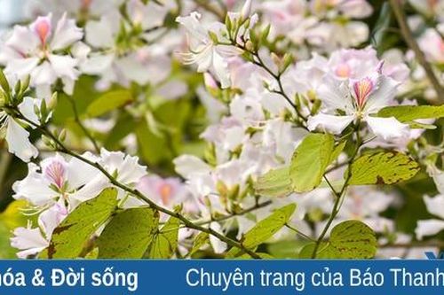Ngắm hoa ban nở rực rỡ trên đường phố Thanh Hóa