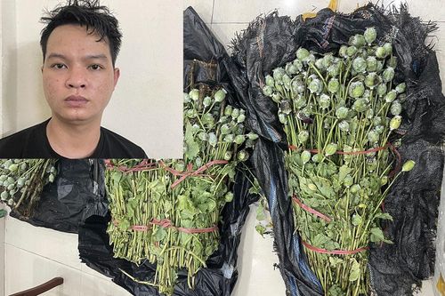 Nam thanh niên giấu hơn 30kg cây thuốc phiện trong cốp xe ô tô