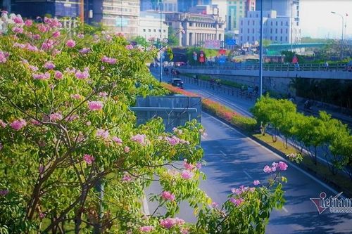 Phố Sài Gòn 'khoác áo mới', rực rỡ trong sắc hoa kèn hồng