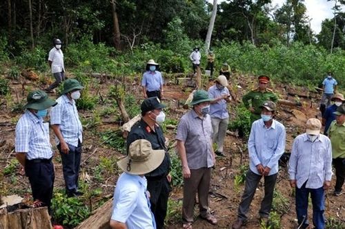Phê chuẩn khởi tố 16 bị can trong hai vụ phá rừng quy mô lớn tại Phú Yên