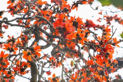 Hà Nội rực rỡ với sắc đỏ mê đắm của hoa gạo tháng Ba