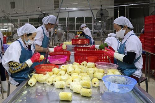 Lào Cai tháo gỡ khó khăn cho người trồng dứa