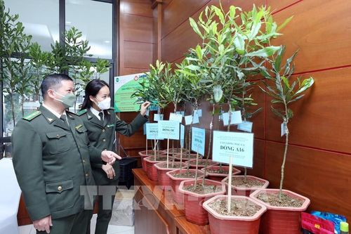 Nhiều tiềm năng phát triển cây mắc ca ở Lạng Sơn